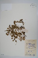 藏品(普剌特草)的圖片