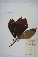 藏品(水東哥)的圖片