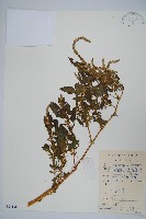 藏品(刺莧)的圖片