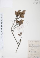 藏品(小葉赤楠)的圖片