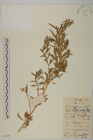 藏品(臭杏、土荊芥)的圖片