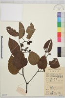 藏品(拐棗、枳椇)的圖片