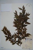 藏品(密毛假黃楊)的圖片