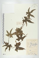 藏品(中華括樓)的圖片