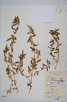 藏品(蓮子草)的圖片