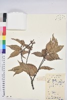 藏品(反刺苦櫧)的圖片