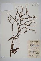 藏品(琉璃草)的圖片