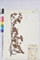 藏品(唐杜鵑、大屯杜鵑、中原氏杜鵑)的圖片