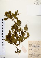 藏品(灰木)的圖片