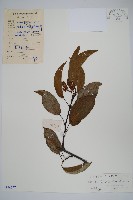 藏品(闊葉獼猴桃)的圖片