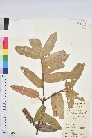 藏品(南嶺栲)的圖片