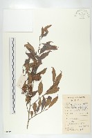 藏品(延平柿)的圖片