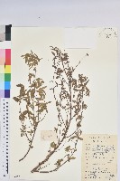 藏品(鐵莧菜)的圖片