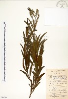 藏品(相思樹)的圖片