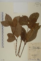 藏品(草珊瑚、紅果金粟蘭)的圖片