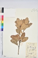 藏品(嶺南青剛櫟、嶺南椆)的圖片