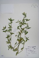 藏品(狹葉爵床)的圖片