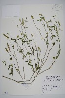 藏品(狹葉爵床)的圖片