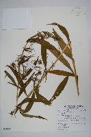 藏品(大本山梗菜)的圖片