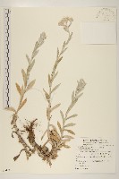 藏品(紅面番)的圖片