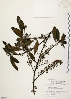 藏品(山胡椒)的圖片