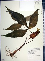 藏品(申跋、油跋、小天南星)的圖片