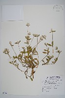 藏品(假千日紅)的圖片