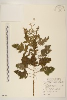 藏品(飛機草)的圖片