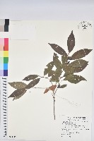 藏品(刺杜密)的圖片