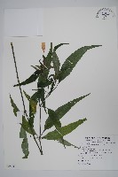 藏品(長花九頭獅子草、山藍)的圖片