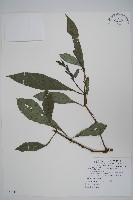 藏品(長穗馬藍)的圖片