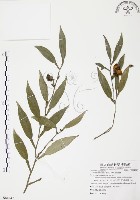 藏品(柚葉藤)的圖片