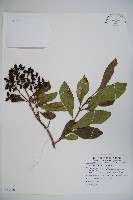 藏品(珊瑚樹)的圖片