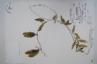 藏品(臺灣牛皮消、臺灣白薇)的圖片