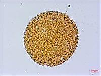 藏品(縮葉黃細心)的圖片