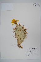 藏品(仙人掌)的圖片