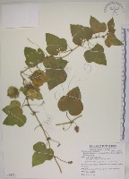 藏品(毛西番蓮)的圖片