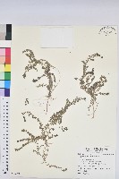 藏品(田代氏大戟)的圖片