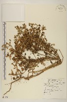 藏品(線球菊、田基黃)的圖片