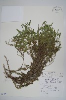 藏品(伏毛天芹菜)的圖片