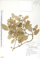 藏品(海茄苳)的圖片