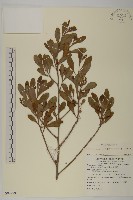 藏品(欖李)的圖片