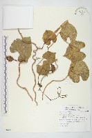 藏品(天茄兒)的圖片