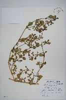 藏品(假海馬齒)的圖片