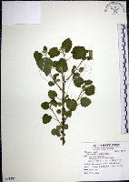 藏品(圓葉金午時花)的圖片