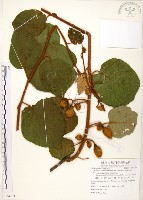 藏品(臺灣羊桃)的圖片