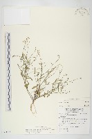 藏品(玉山筷子芥)的圖片