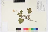 藏品(小白頭翁、野棉花)的圖片