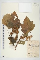 藏品(蒼耳)的圖片