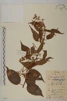 藏品(雷公藤)的圖片